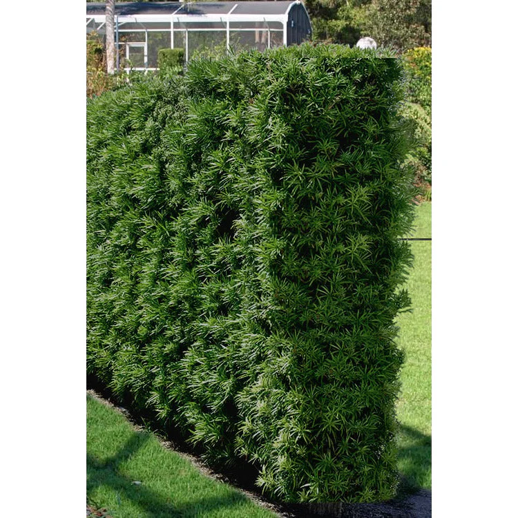 Plum Pine Podocarpus Plant - 2 Gallon