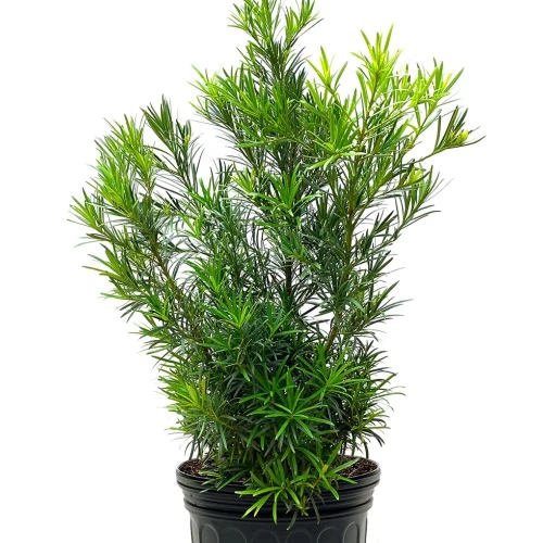 Plum Pine Podocarpus Plant - 2 Gallon - Image 2
