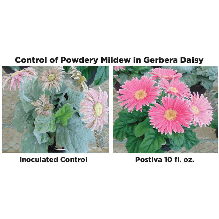 Postiva Fungicide Powered by Adepidyn Technology - 28 Oz. - Image 3