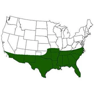 Princess 77 Bermuda Grass Seed (Discontinued) - Image 4