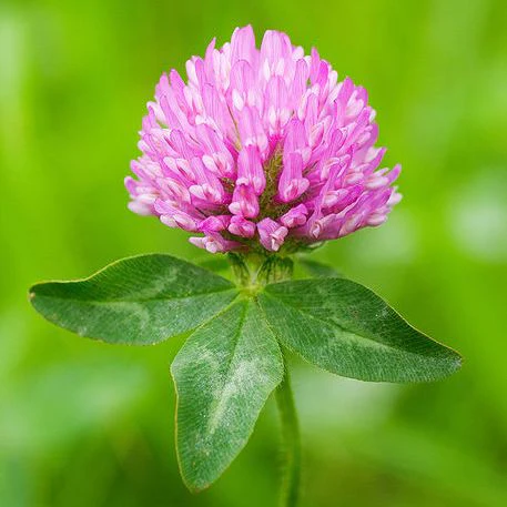 Medium Red Clover Seed (Nitro-Coated & Inoculated)