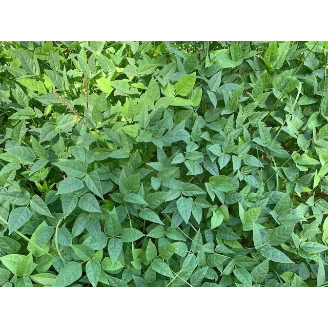 (PRE-ORDER Ships March 2026) Red Ripper Cow Peas Seed