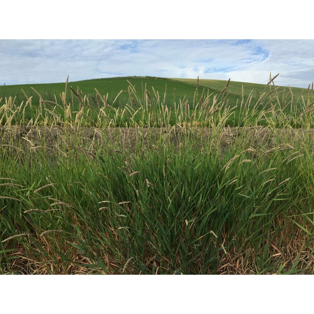Reed Canary Grass Seed
