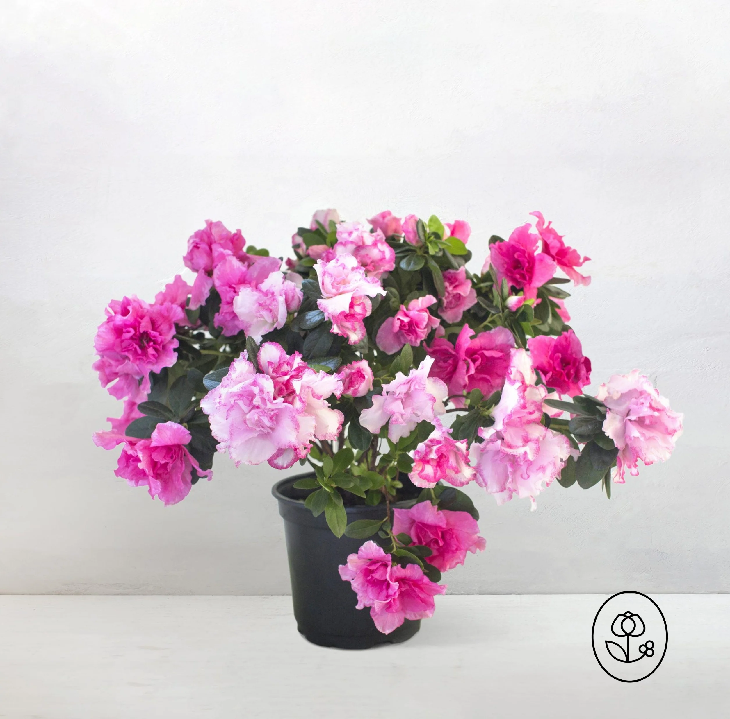Azalea Plant