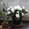 Azalea Plant - Image 2