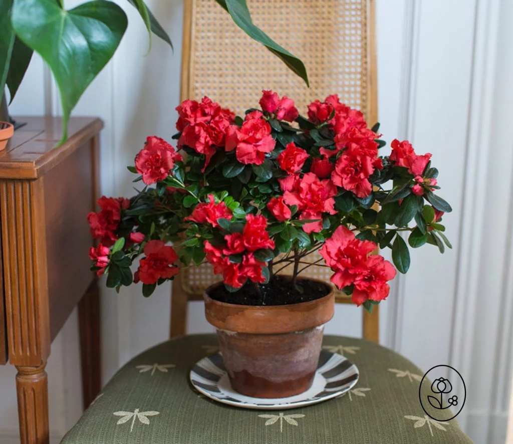 Azalea Plant - Image 3