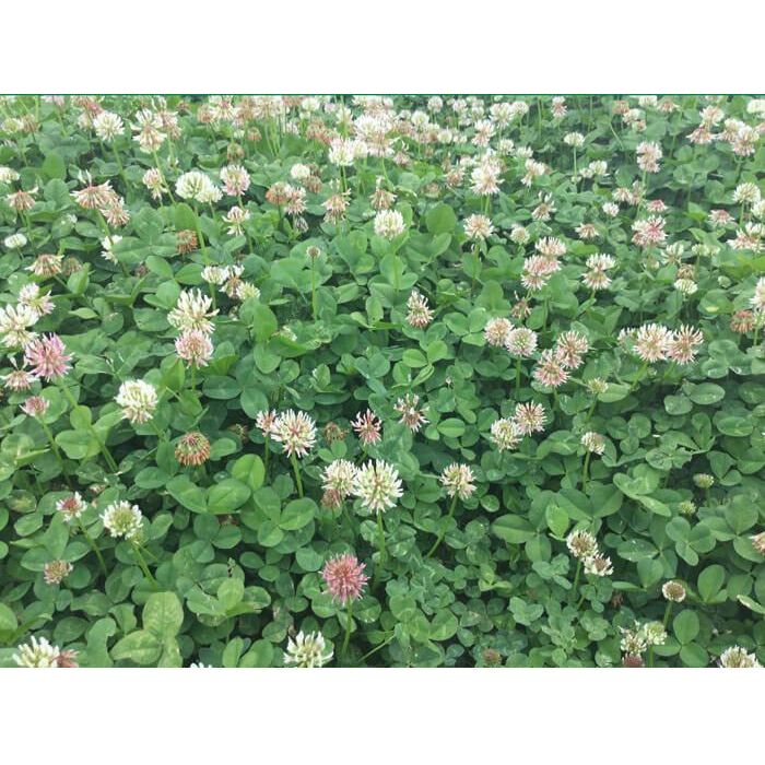 (Bad Harvest 2026) Renovation White Clover Seed - Image 4