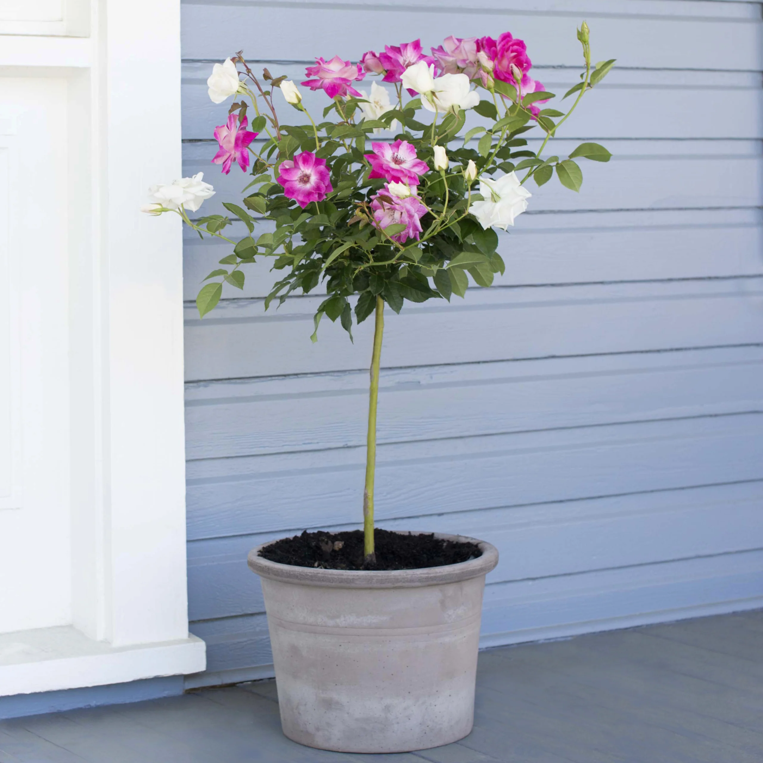 Duet Rose Tree - 3 Gallon