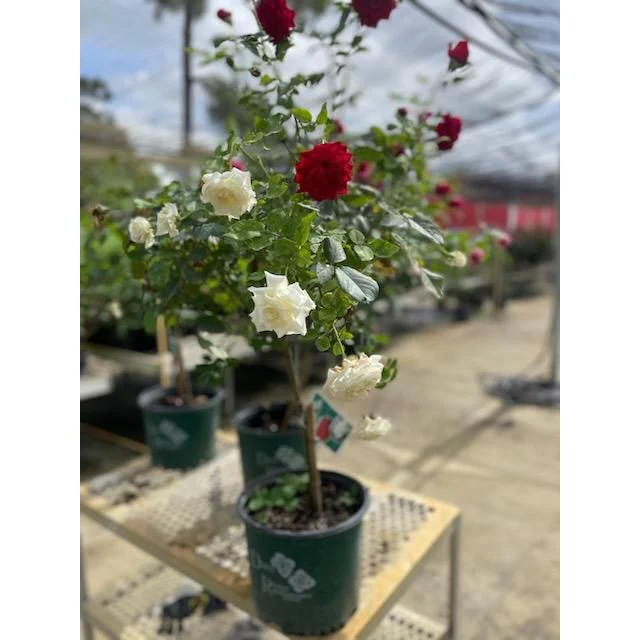 Duet Rose Tree - 3 Gallon - Image 2