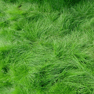 Rosecity Creeping Red Fescue Grass Seeds - 50lbs