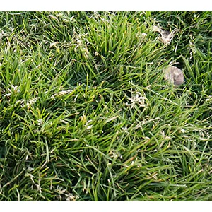 Sabre POA Trivialis Certified Treated Seeds