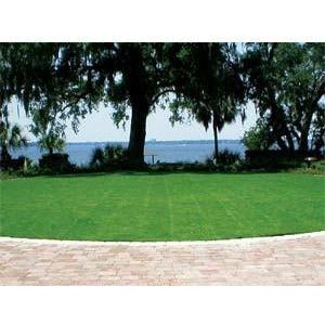 SeaShore Paspalum Grass Seeds "Coated" - Image 4