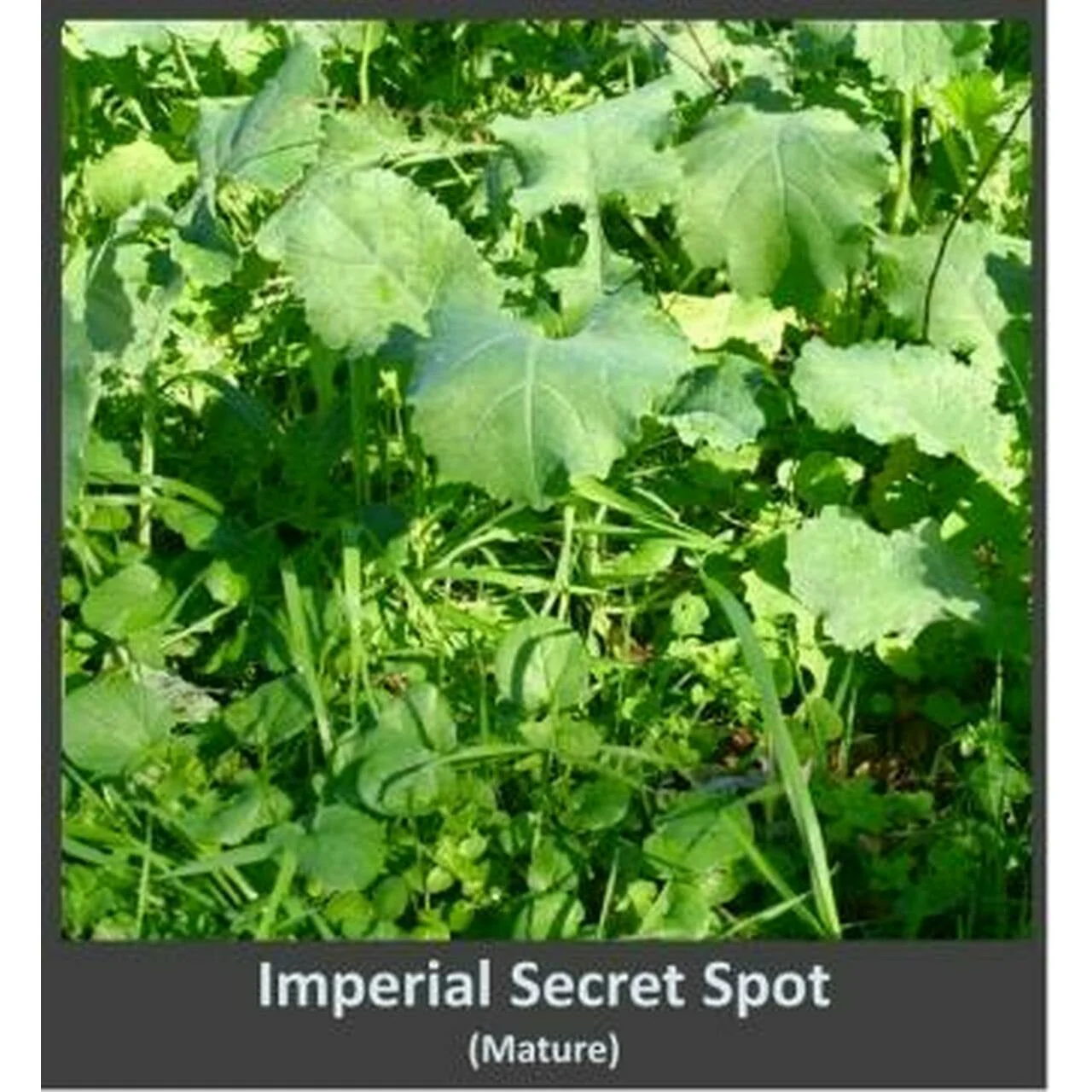 Imperial Whitetail Secret Spot Forage Food Plot Seed - 4 Lbs. (4,500 SQ FT) - Image 3