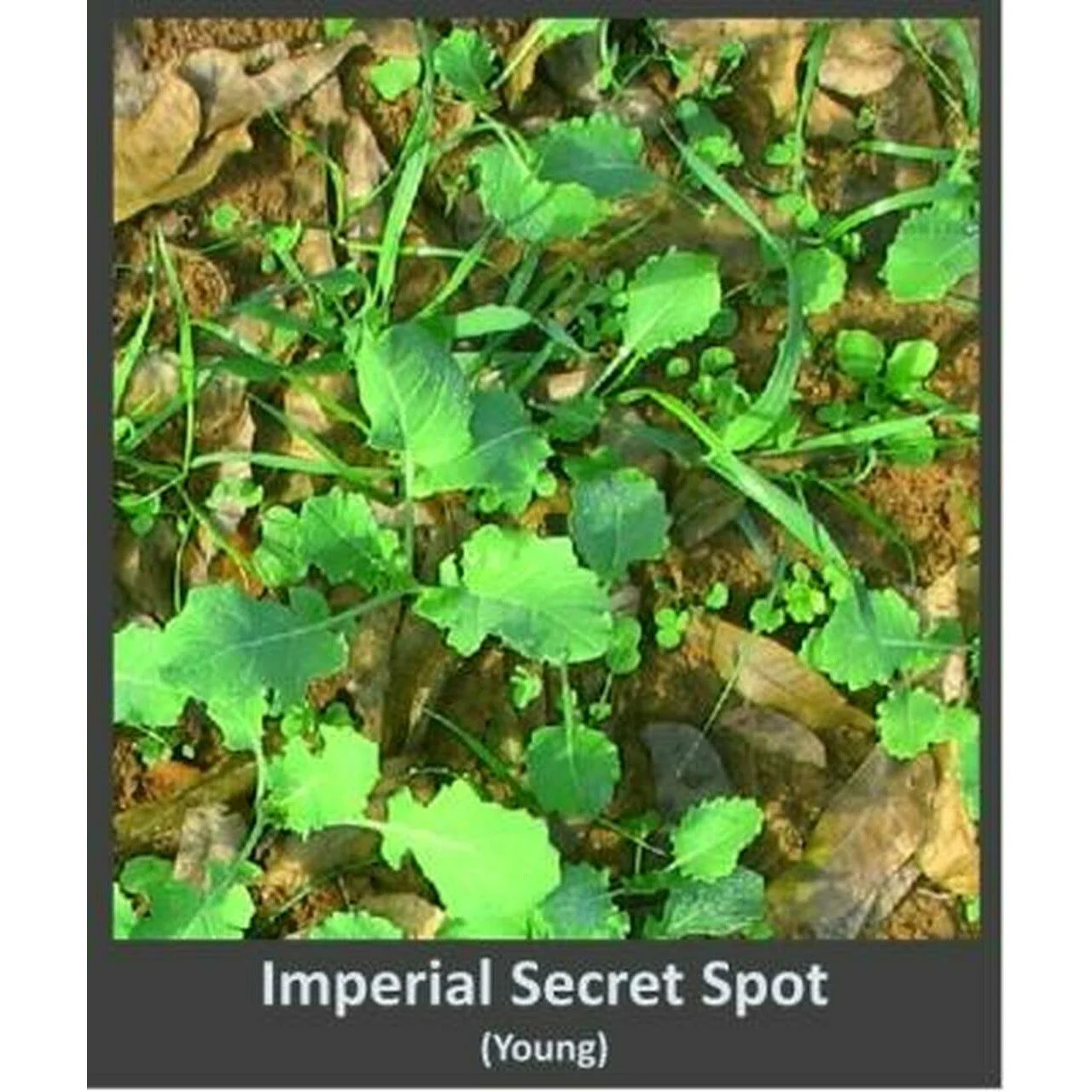Imperial Whitetail Secret Spot Forage Food Plot Seed - 4 Lbs. (4,500 SQ FT) - Image 4