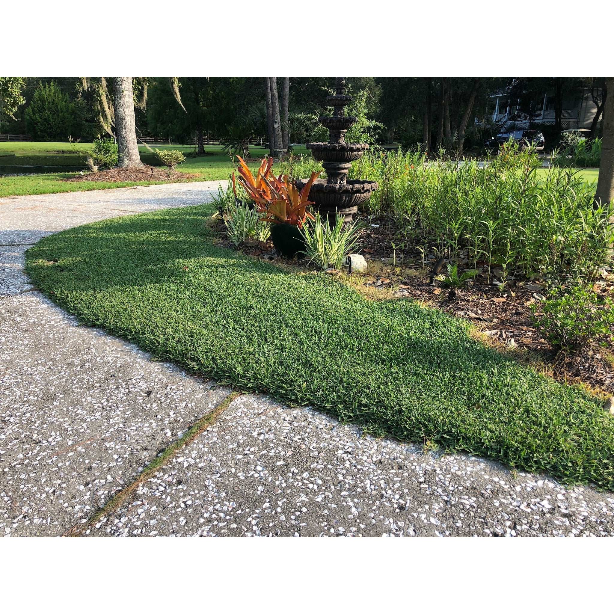 CitraBlue St. Augustine Premium Grass Plugs - Image 3