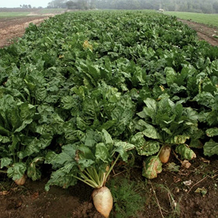 Sugar Beet Seed - Image 3