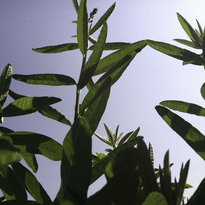 Sunn Hemp Seeds - Image 4
