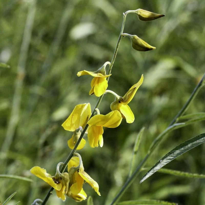 Sunn Hemp Seeds - Image 5
