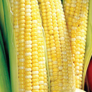 Sweet Corn Honey Select Seeds - 1 packet - Image 2