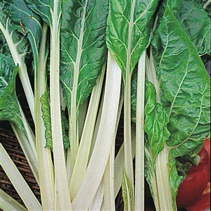 Swiss Chard Lucullus Seed Heirloom - 1 Packet - Image 2