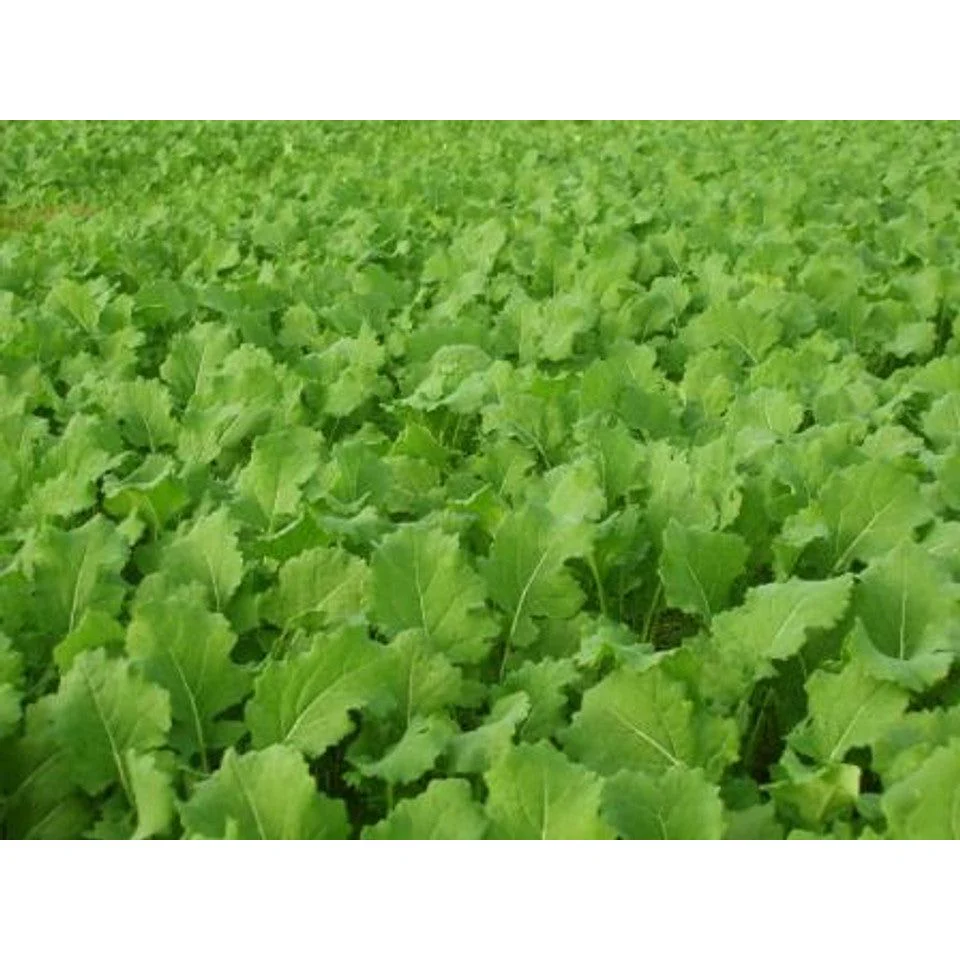 Tall Tine Tubers Turnip Food Plot Seed Mix - Image 3