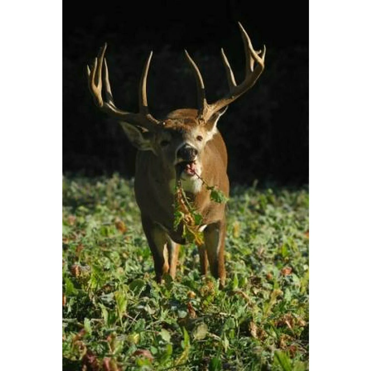 Tall Tine Tubers Turnip Food Plot Seed Mix - Image 4