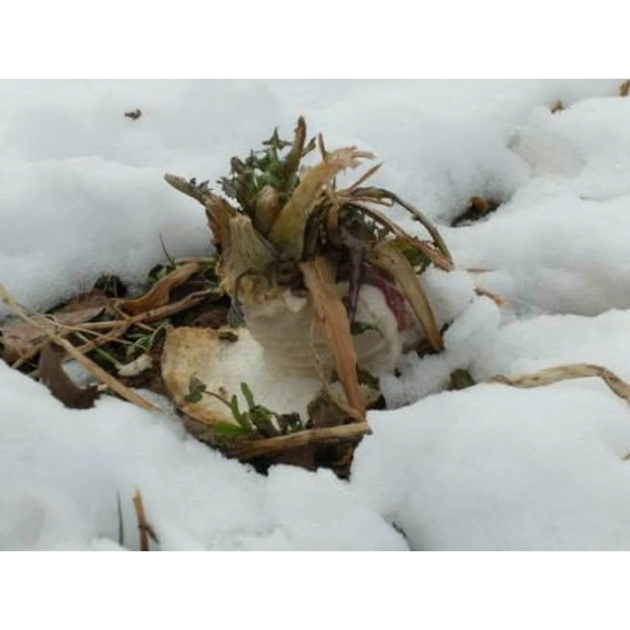Tall Tine Tubers Turnip Food Plot Seed Mix - Image 5