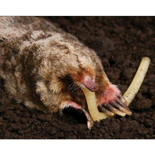 Talpirid Mole Trap - 20 Worms - Image 3