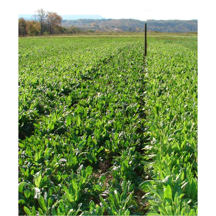 Tecomate Champion Chicory - Food Plot Seed - Image 3