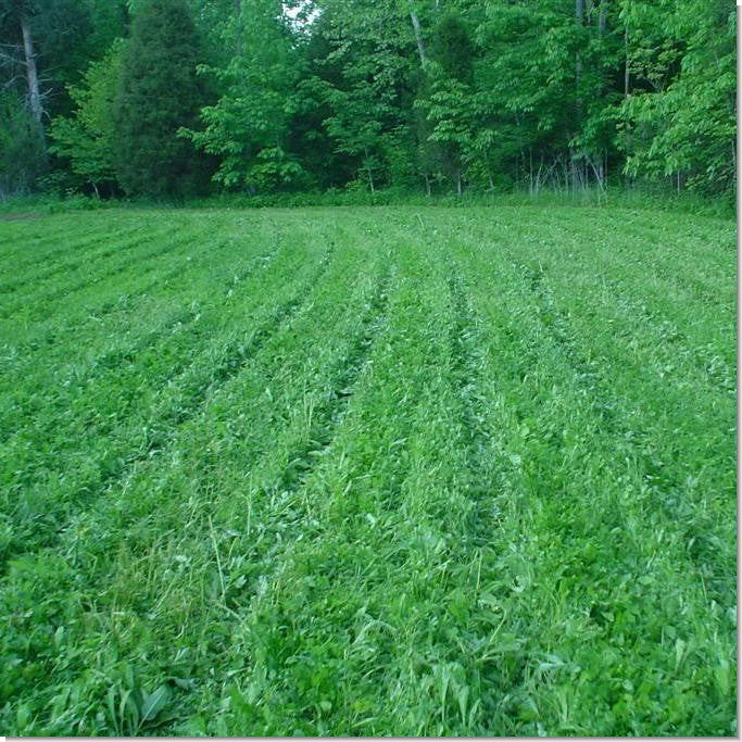 Tecomate Monster Mix Perennial Food Plot Seed - Image 3