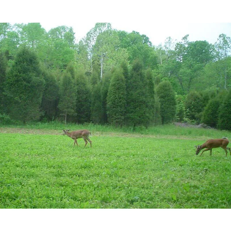 Tecomate Monster Mix Perennial Food Plot Seed - Image 4