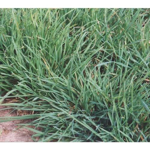 Tekapo Orchard Grass Seed - Image 2