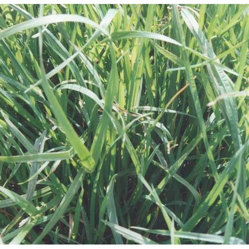 Tekapo Orchard Grass Seed - Image 3