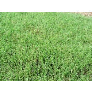 Tifton 44 Bermuda Grass Seed (Alternative)