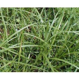 Tiger Nut Seed - Image 2