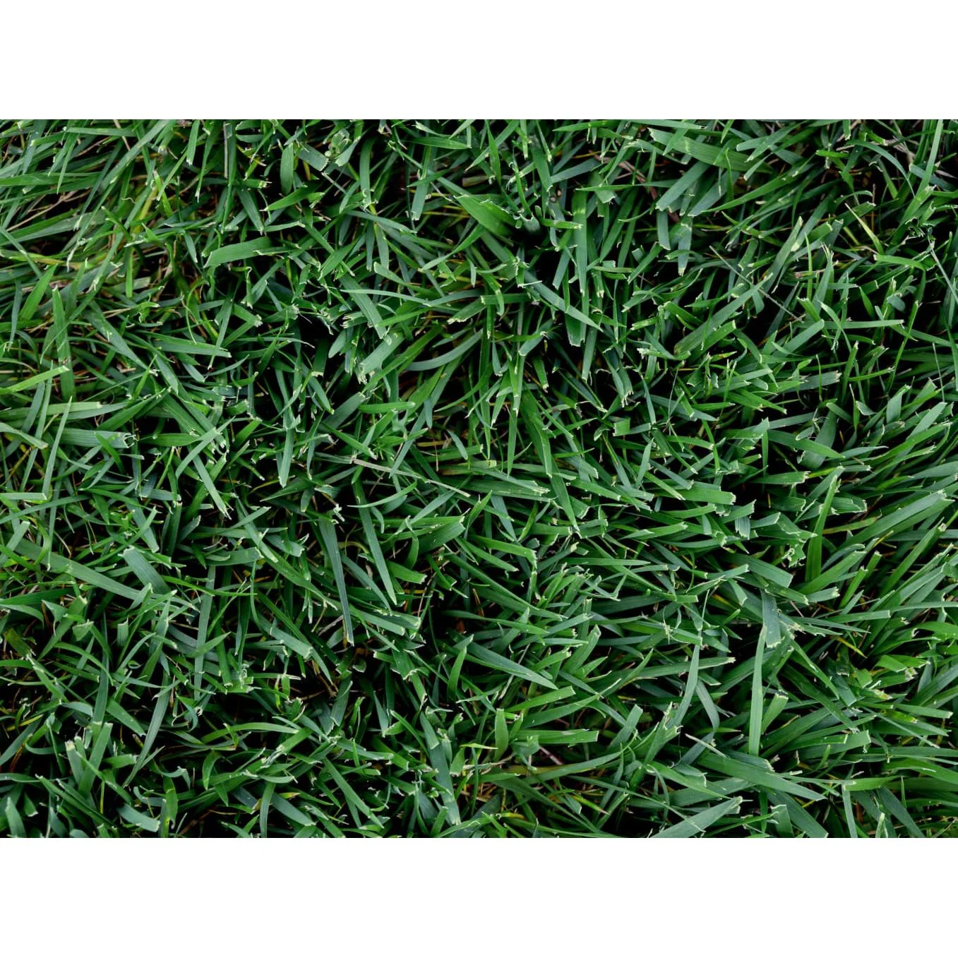 Titan GLX Turf-Type Tall Fescue Seed - Image 2