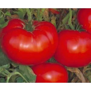 Tomato Delicious Seed Heirloom - 1 Packet