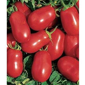 Tomato Roma VF Seed - 1 Packet