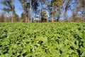 Tecomate Turbo Turnip — Deer Food Plot Seed - Image 2