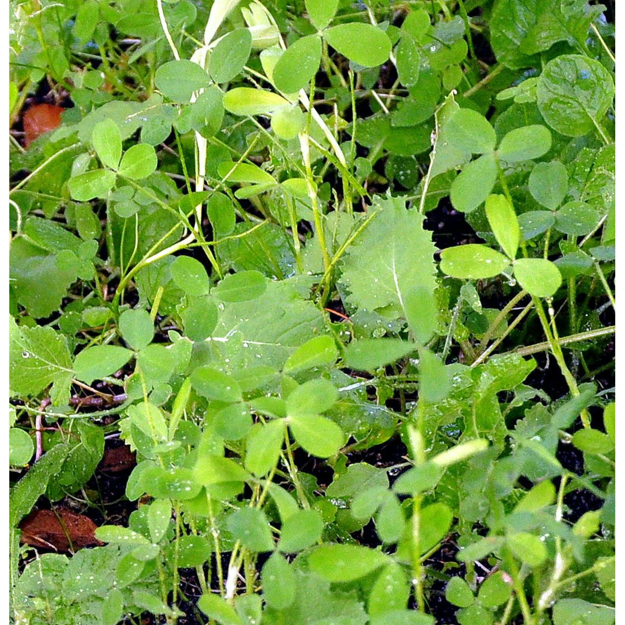 Imperial Whitetail VISION Food Plot Seed - 4 Lbs. (0.5 acre) - Image 2