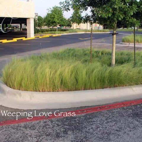 Weeping Lovegrass Seed (Coated) - Image 3