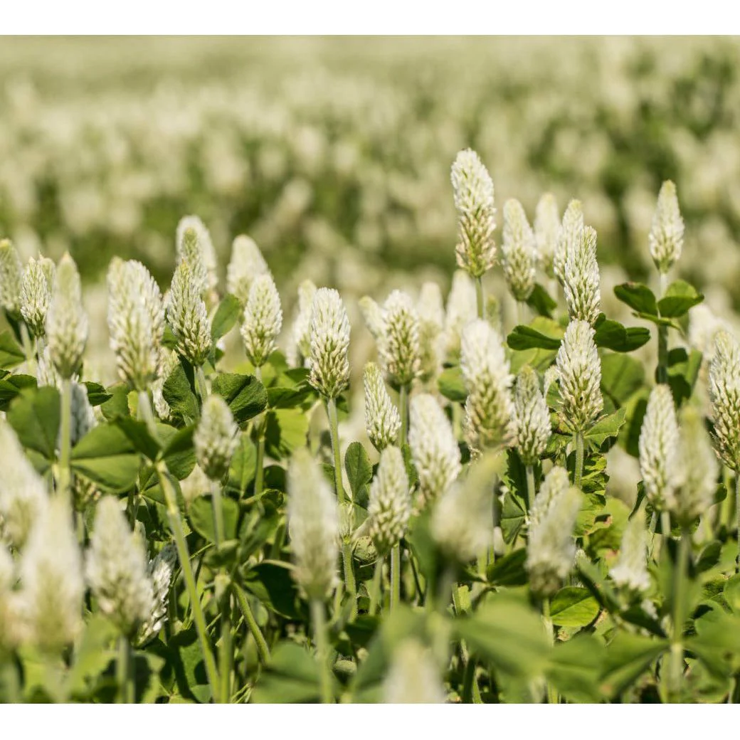 White Cloud Clover Seed (Discontinued)