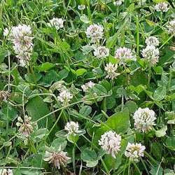 White Dutch Clover Seed: Nitro-Coated & Inoculated - Image 3