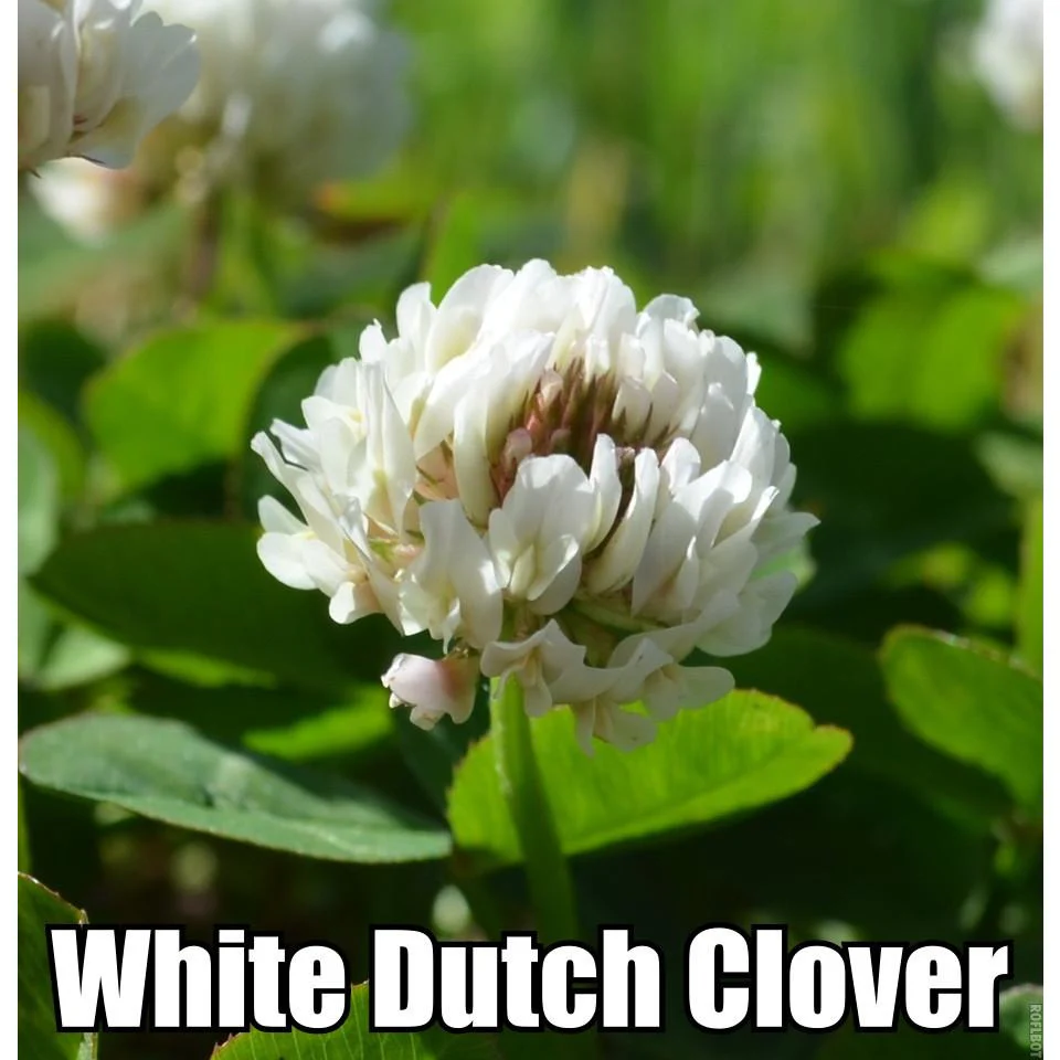 White Dutch Clover Seed: Nitro-Coated & Inoculated - Image 4