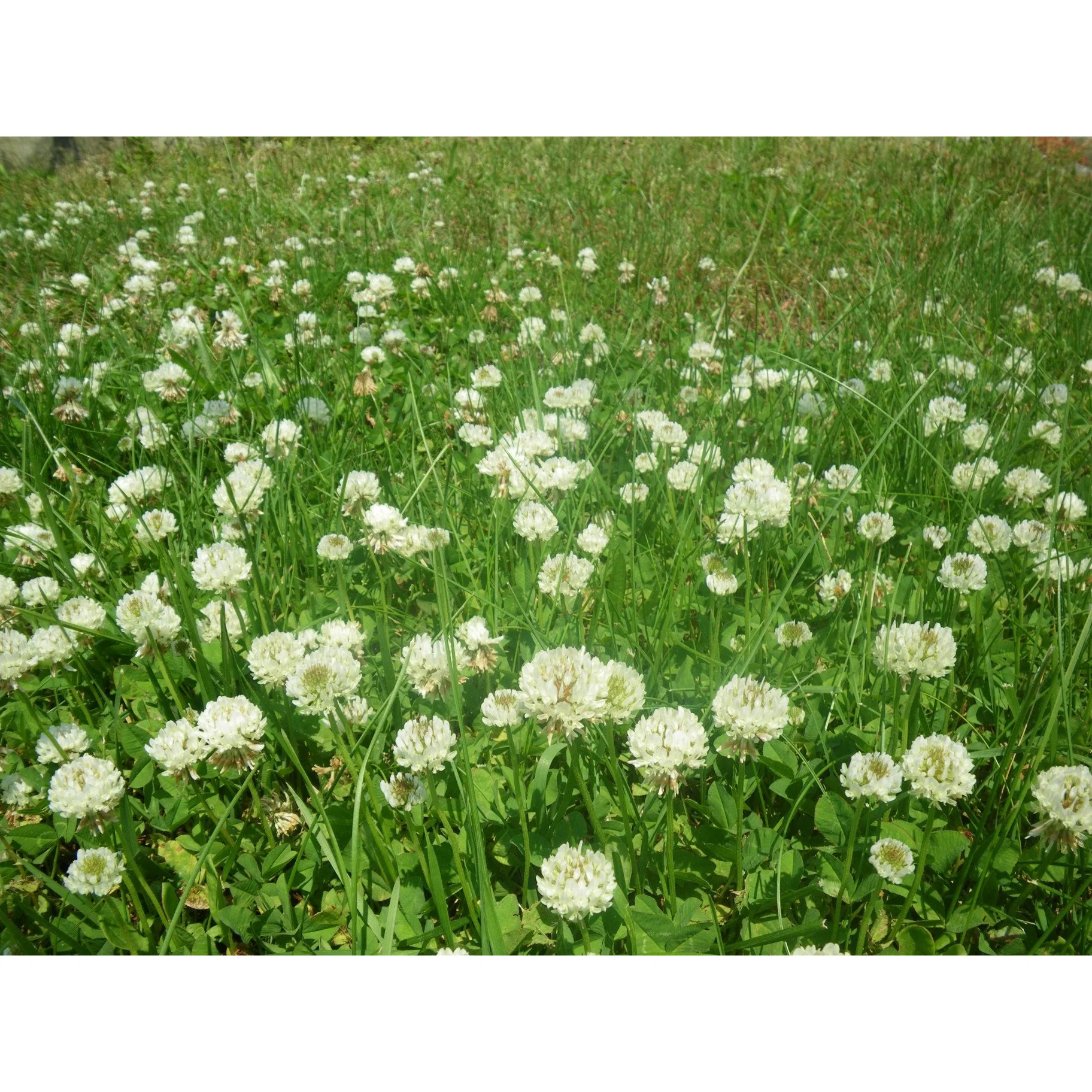 White Dutch Clover Seed: Nitro-Coated & Inoculated - Image 5