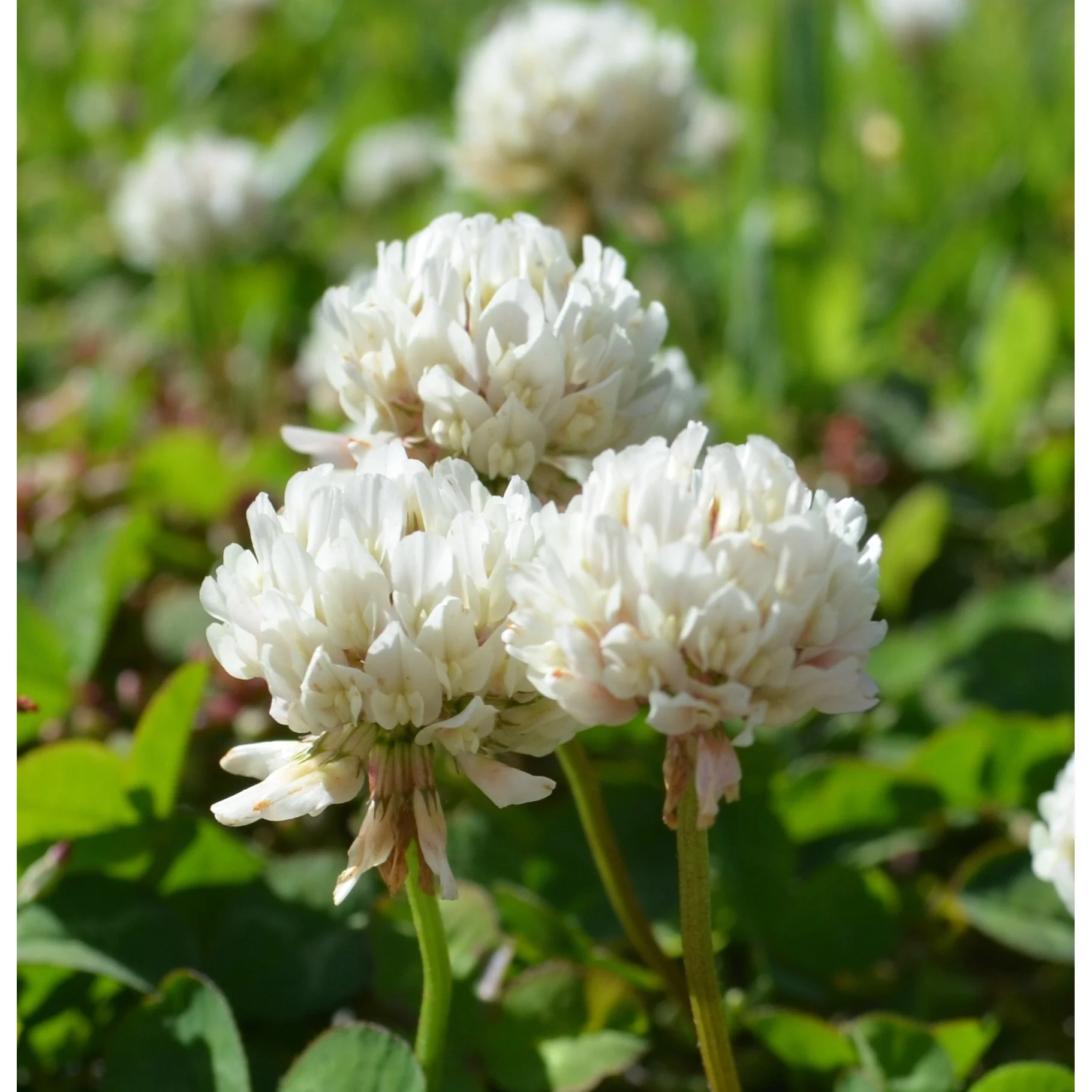 White Dutch Clover Seed: Nitro-Coated & Inoculated - Image 6