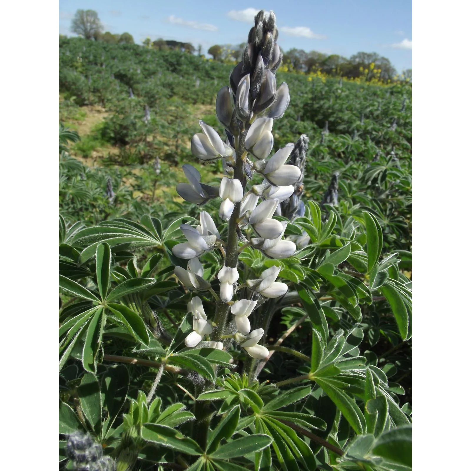 Sweet White Lupine Seed