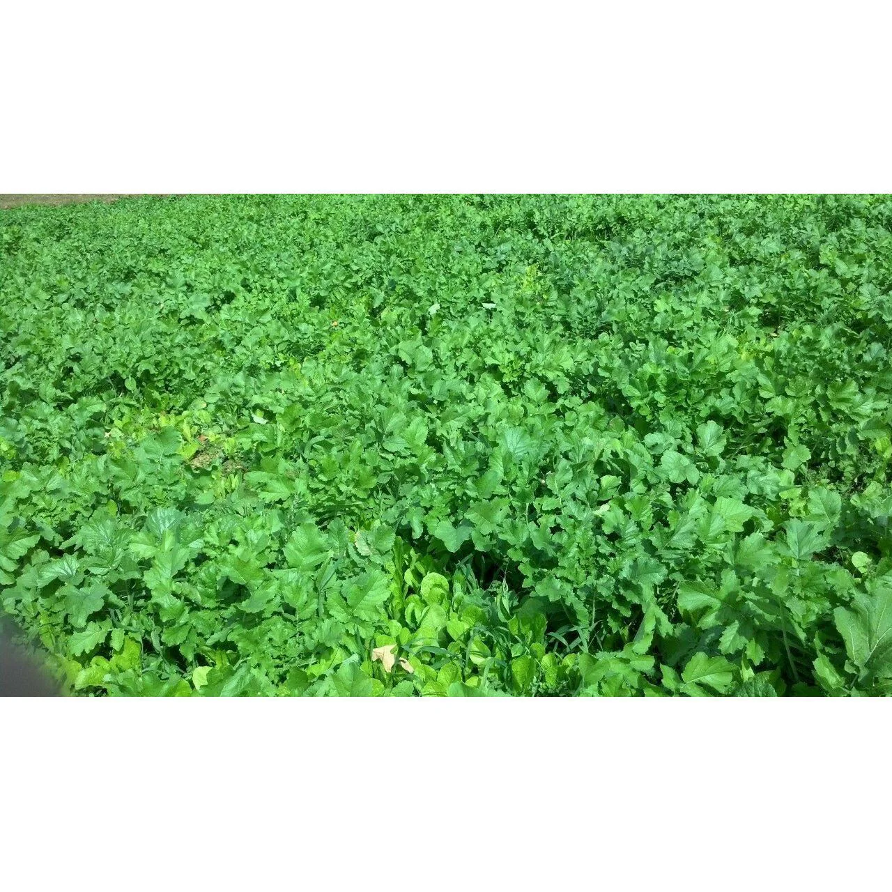 Imperial Winter Peas Plus Food Plot Seed - 11 Lbs. (0.25 acre) - Image 3