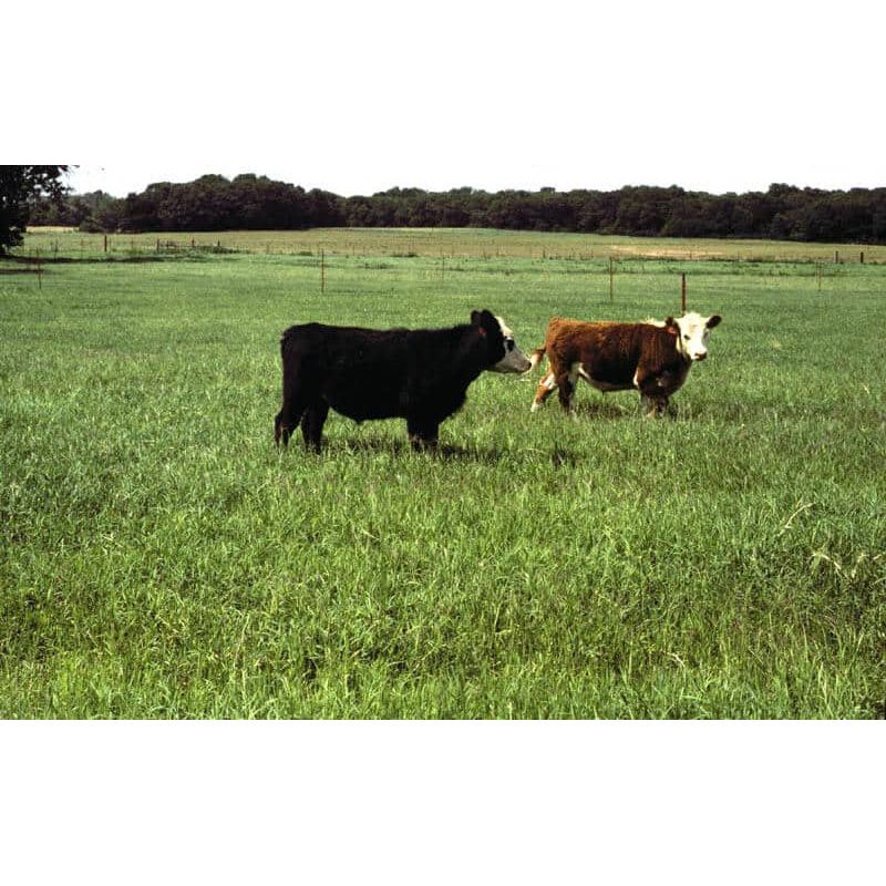 (PRE-ORDER Ships Early April 2026) Stampede Plus Bermuda Grass Seed | Cold Tolerant Pasture Grass