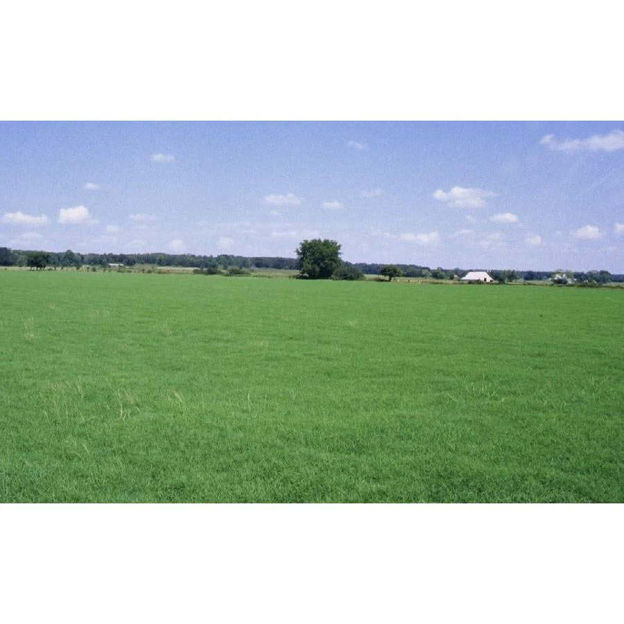(Not Available 2026) Wrangler Bermuda Grass Seed | Cold Tolerant Pasture Grass - Image 3